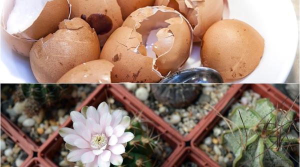 de ce sa pui coji de ou in ghivecele cu flori este foarte tare ai incercat