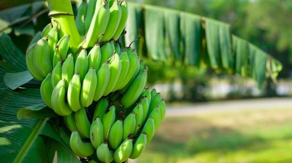 un mit despre australieni a fost demontat de o descoperire interesanta