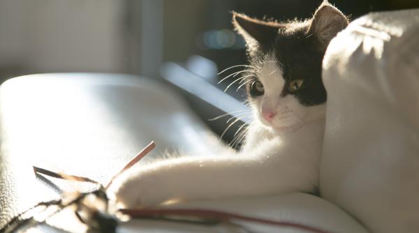 un motan canta la pian atunci cand ii este foame imaginile au cucerit internetul video