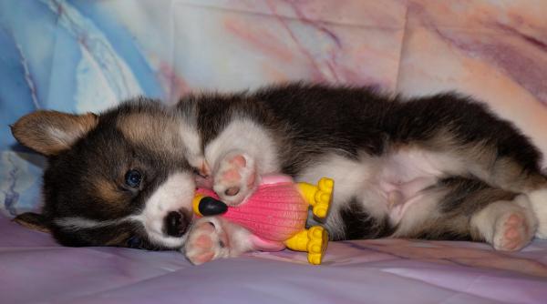 imagini de groaza din romania caine legat de remorca dosar penal pentru ranire sau schingiuire a animalelor