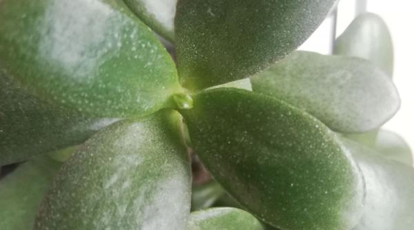 cum sa atragi banii in casa secret de la vindecatorii feng shui planta care nu trebuie sa lipseasca