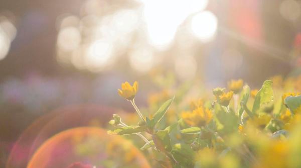 horoscop luni 17 august 2020