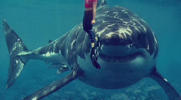 si a salvat sotia din coltii rechinului acum este considerat un erou