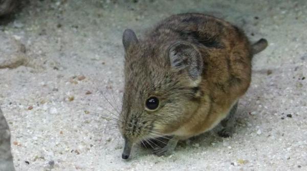 chitcanul elefant redescoperit dupa 50 de ani un mic mamifer extrem de interesant