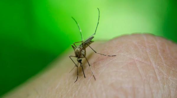 750 de milioane de tantari modificati genetici eliberati de anul viitor experiment jurassic park