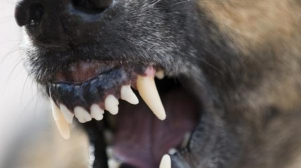 geoaznic un copil a ajuns in stare grava la spital dupa ce a fost muscat de un caine