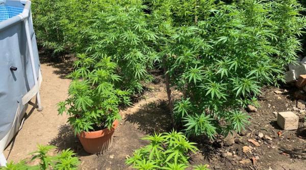 plantatie de canabis descoperita in braila