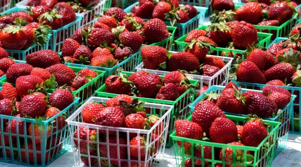 s a dat alerta ace gasite in capsunele cumparate dintr un supermarket cunoscut fiica mea ar fi putut ajunge in spital