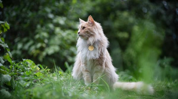 un motan candideaza pe aceeasi lista cu premierul tarii