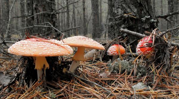 un copil si trei adulti la spital dupa ce s au intoxicat cu ciuperci