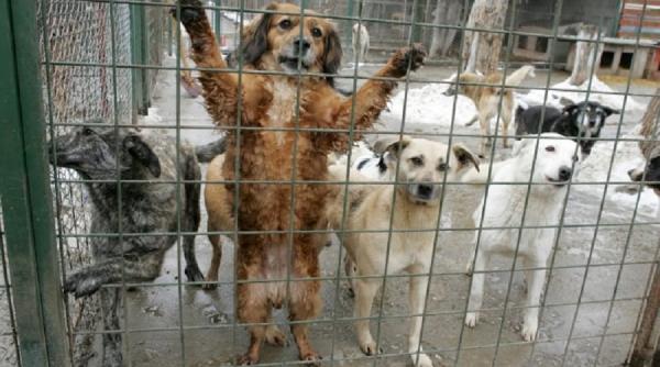 vela moment istoric ce prevede proiectul pentru politia animalelor