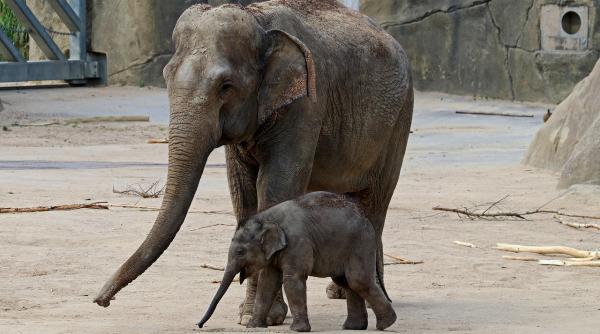 elefantii de la zoo tratati cu canabis pentru relaxare