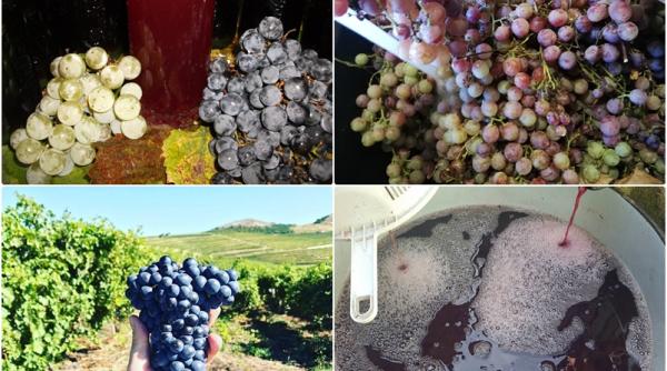 cum se face mustul reteta traditionala folosita de bunicii nostri