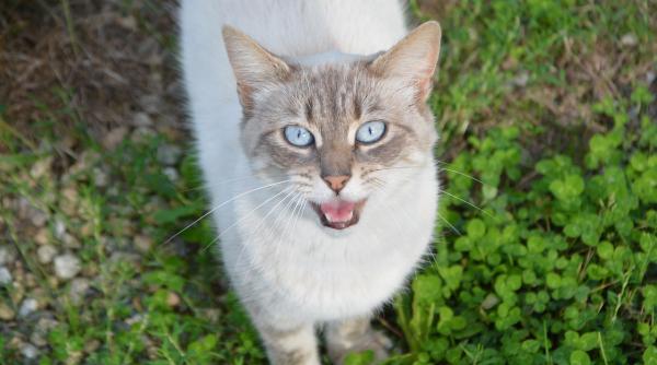 de ce miauna pisicile semnul ca ceva nu este in regula fii foarte atent cand face asta