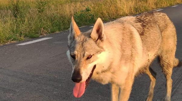 povestea emotionanta a catelusei arya gasita langa pitesti dupa ce a mers 250 de kilometri in cautarea stapanului