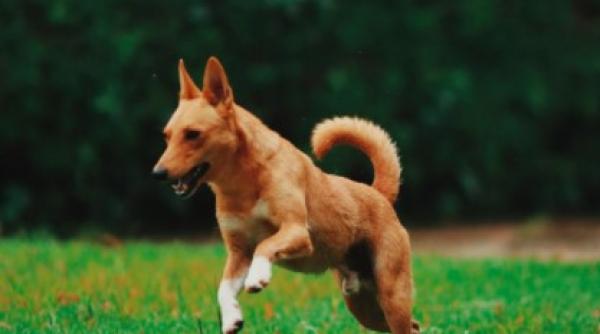 ce este cainele cantaret specie data disparuta de 50 de ani