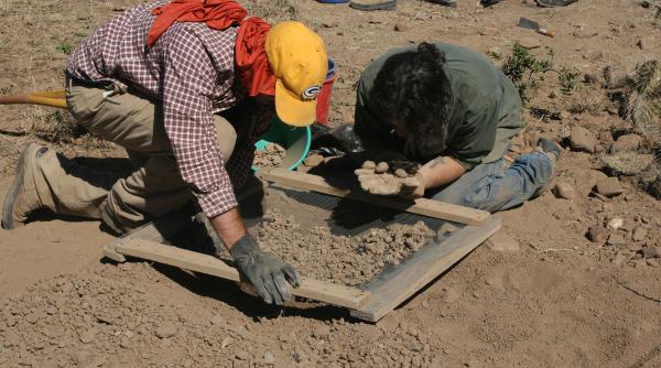 descoperire arheologi timis mormant rege ungaria