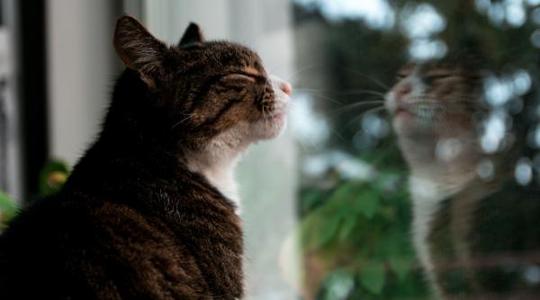 timisorean mort dupa ce a incercat sa salveze o pisica cum s a petrecut tragedia