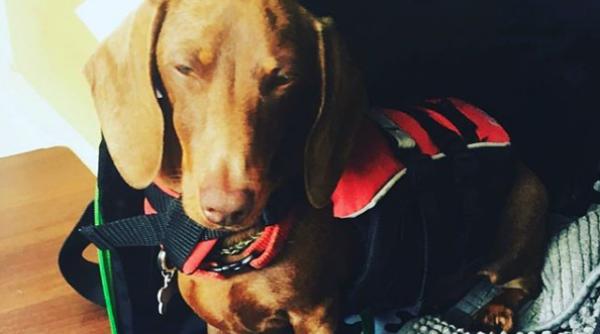 un caine micut a calatorit peste 16 000 de km pentru a si revedea stapanul