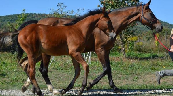 actiuni socante in serie in franta de mutilare a cailor