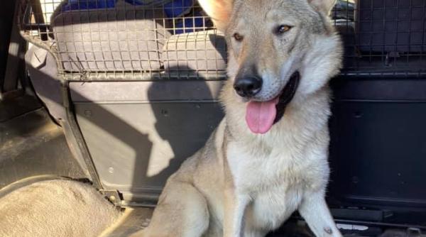 catelusa arya a fost gasita adevaratul erou e o catelusa superba