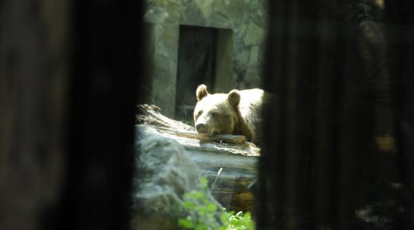 cum a reusit un urs sa invadeze o baza militara video