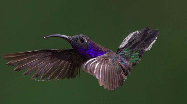 pasarea isi scade temperatura la 3 3 c noaptea din ce motiv face acest lucru