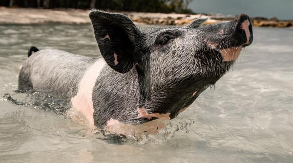au incercat sa o fure pe daisy un porc vietnamez acum sunt cercetati de politisti