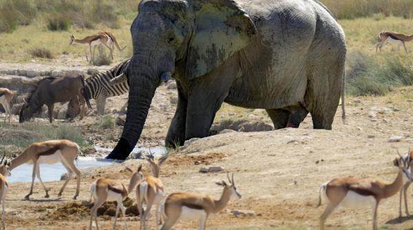 viata salbatica in pericol catastrofic cat de mult au scazut populatiile de animale