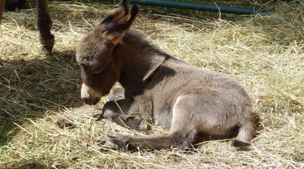 cruzime fara margini un magar a fost gasit cu urechile taiate imagini cu puternic impact emotional