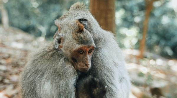 date ingrijoratoare populatiile de animale salbatice au scazut cu 68prc in mai putin de cincizeci de ani