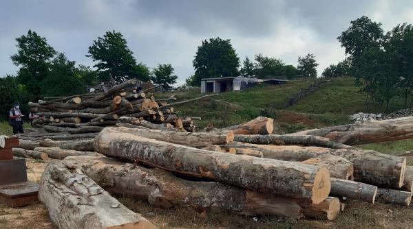 zeci de dosare penale si amenzi dupa controale in domeniul silvic