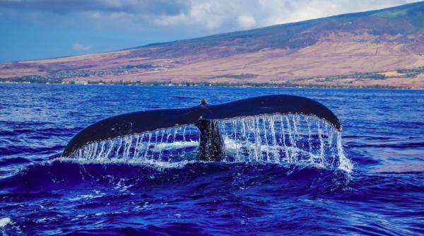 o balena de 16m a ajuns intr un rau plin de crocodili prima oara cand se intampla asta
