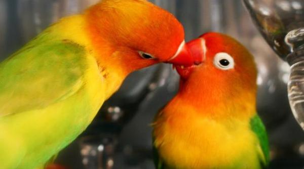 papagalii cele mai abandonate animale de companie in pandemie