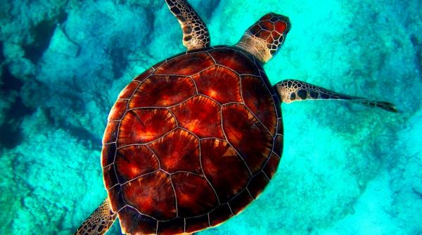 veste dezastruoasa pentru mediu o importanta uniune amanata din nou