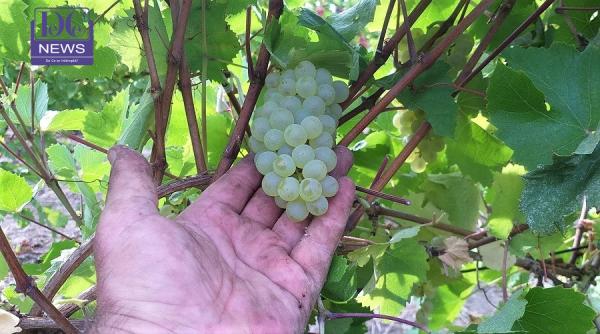 viticultorii afectati de seceta adrian radulescu transant singurii care nu trebuie sa se planga ce sa mai primeasca