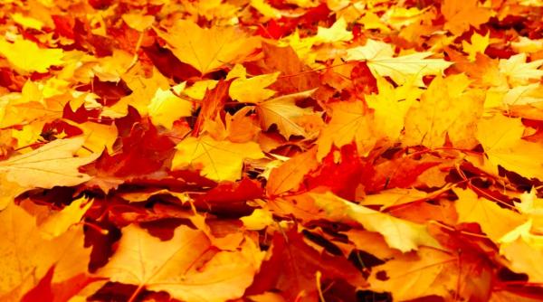 botanistii ingrijorati pentru copaci artarii se afla in pericol de disparitie