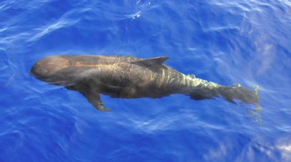 dezastru biologic in australia sute de balene esuate pe coasta tasmaniei
