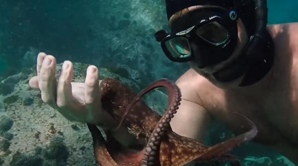 povestea unui barbat indragostit de o caracatita  a vizitat o prc e2prc 80prc 8bprc e2prc 80prc 8bun an intreg