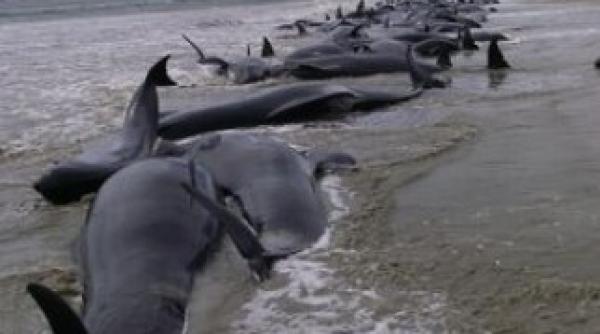 video sute de balene esuate pe coasta vestica a tasmaniei 25 dintre ele au fost salvate