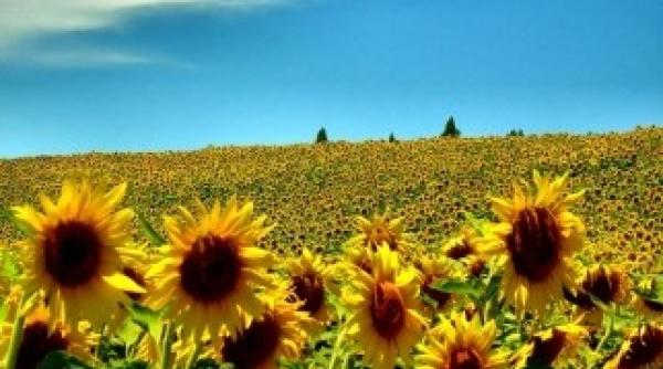 anul agricol  afectat de seceta  scadere cu pana la 30prc  a productiei