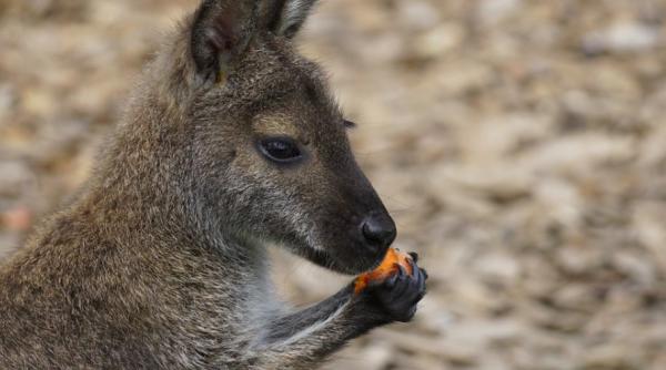 canguri macelariti la timisoara
