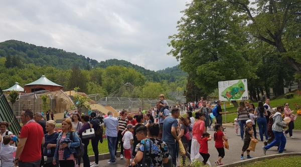 imaginile zilei vin de la zoo brasov se tavaleste in nisip de bucurie in fata turistilor video