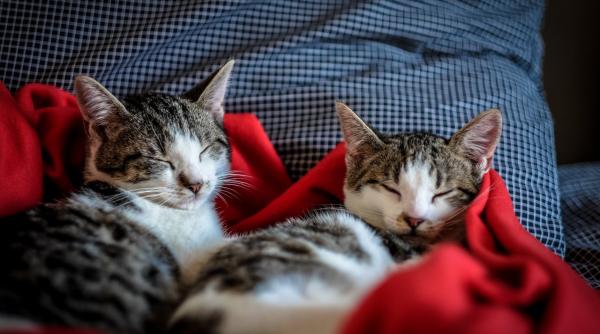 doua pisici infectate cu coronavirus de stapanii lor