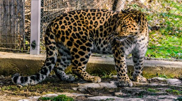 socant au vrut sa vanda carnea unui leopard drept remediu pentru astm risca 5 ani de inchisoare