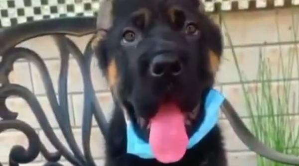 un catel va arata ca este expert in purtarea mastii de protectie video viral