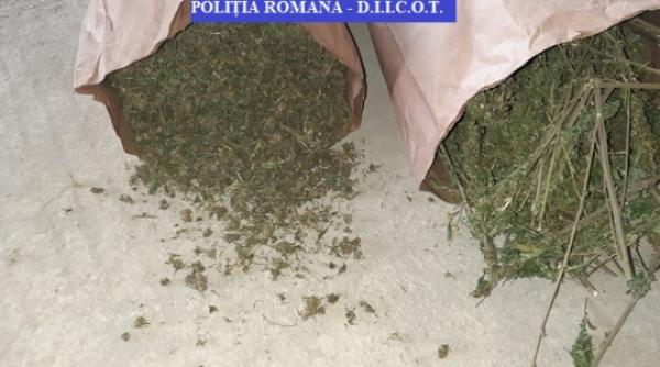 video plantatie de canabis intinsa pe 6 hectare peste o tona de droguri au fost confiscate de diicot