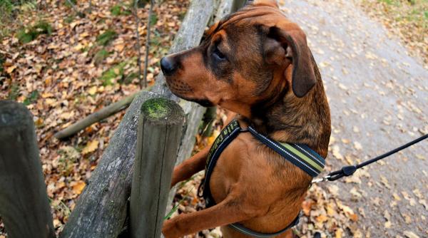 cruzime fara margini in botosani un caine de lupta era dresat sa omoare