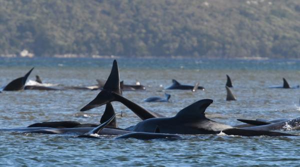 dezastru ecologic 362 de balene au murit pe coasta vestica tasmaniei