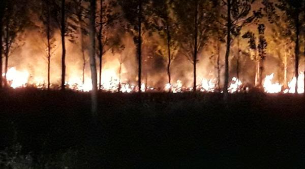 zece hectare de padure au ars la slobozia judetul giurgiu interventie dificila a pompierilor
